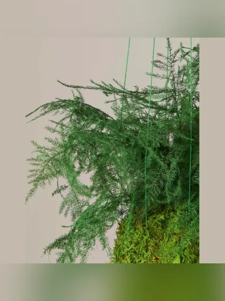 Korunmuş Eğreltiotu Kokedama
